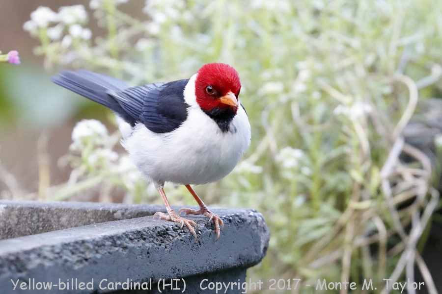 Yellow-billed Cardinal -spring- (Big Island, Hawai'i)