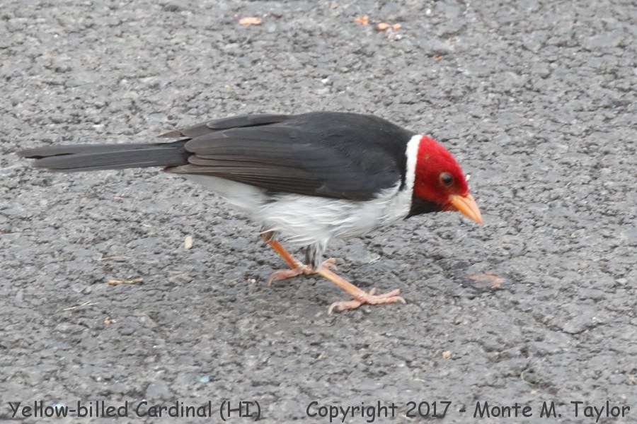 Yellow-billed Cardinal -spring- (Big Island, Hawai'i)