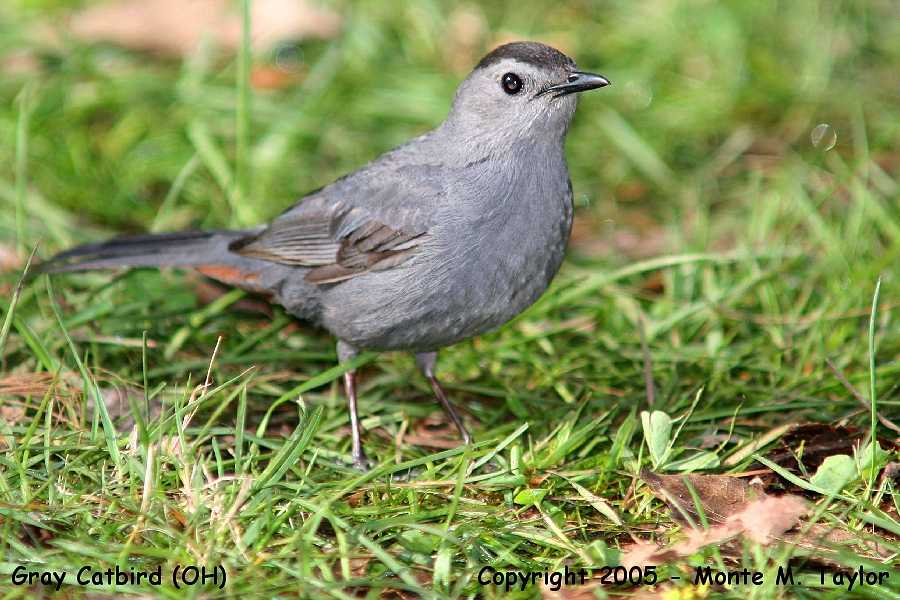 Gray Catbird -spring- (Ohio)