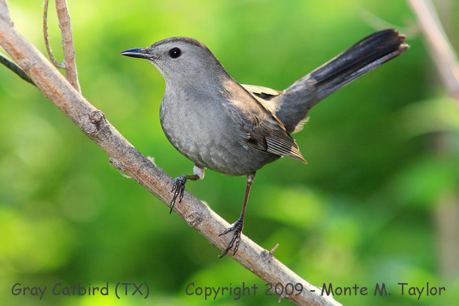 Gray Catbird -spring- (Texas)