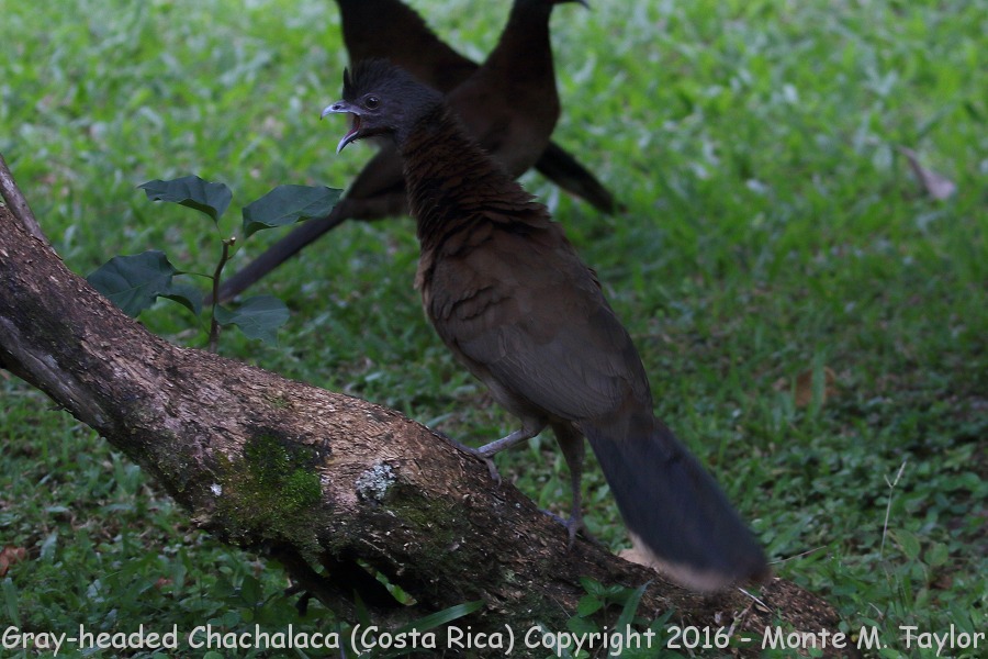 Gray-headed Chachalaca -winter- (Selva Verde, Costa Rica)