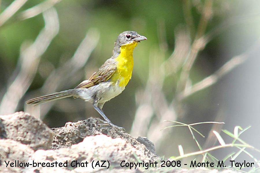 Yellow-breasted Chat -spring- (Arizona)