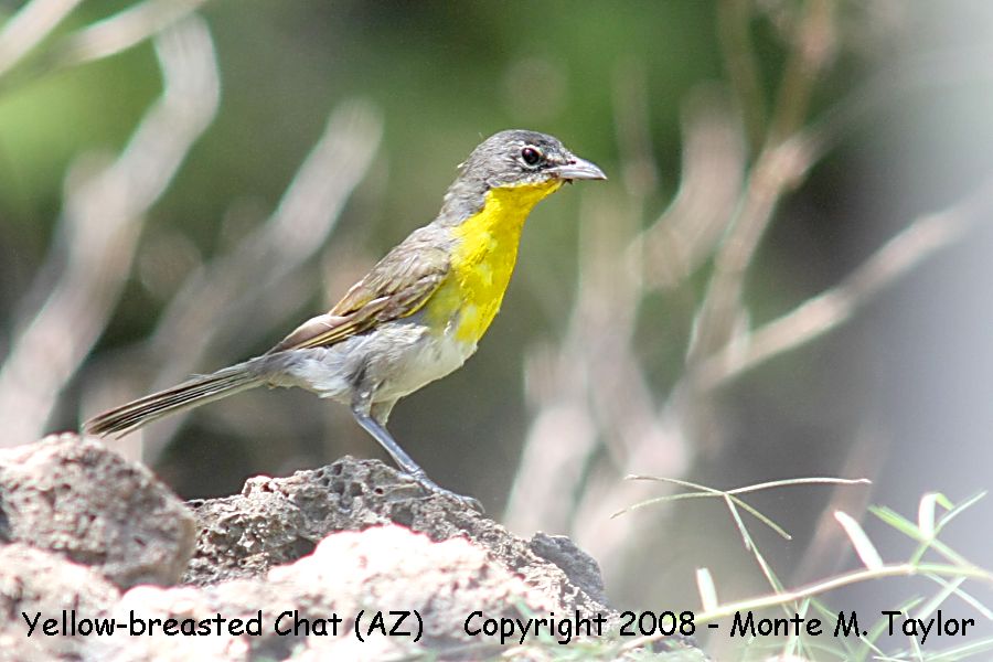 Yellow-breasted Chat -spring- (Arizona)