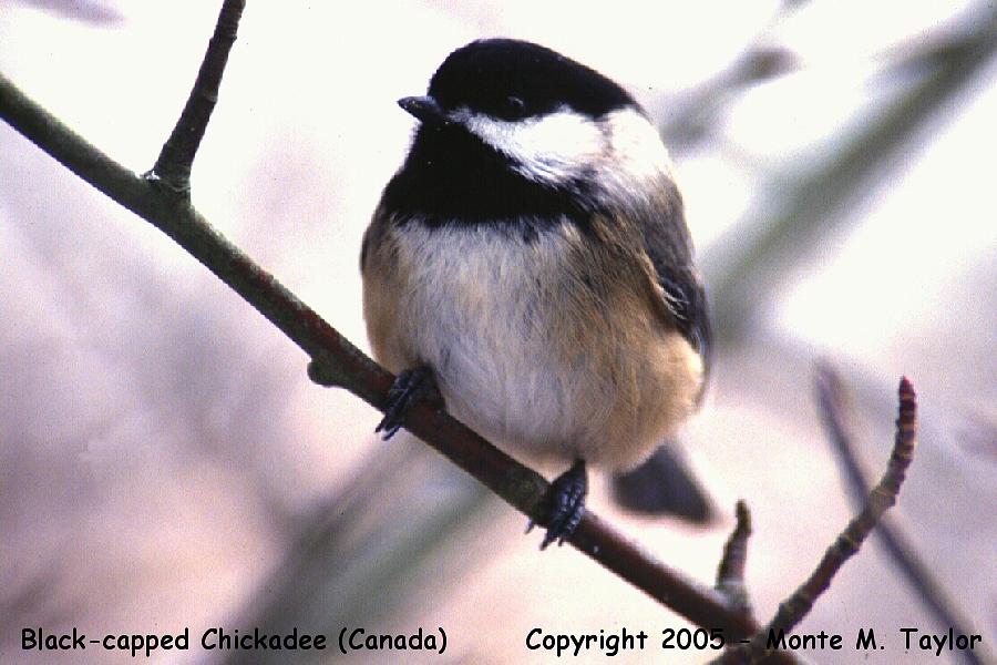 Black-capped Chickadee -spring- (Ontario, Canada)