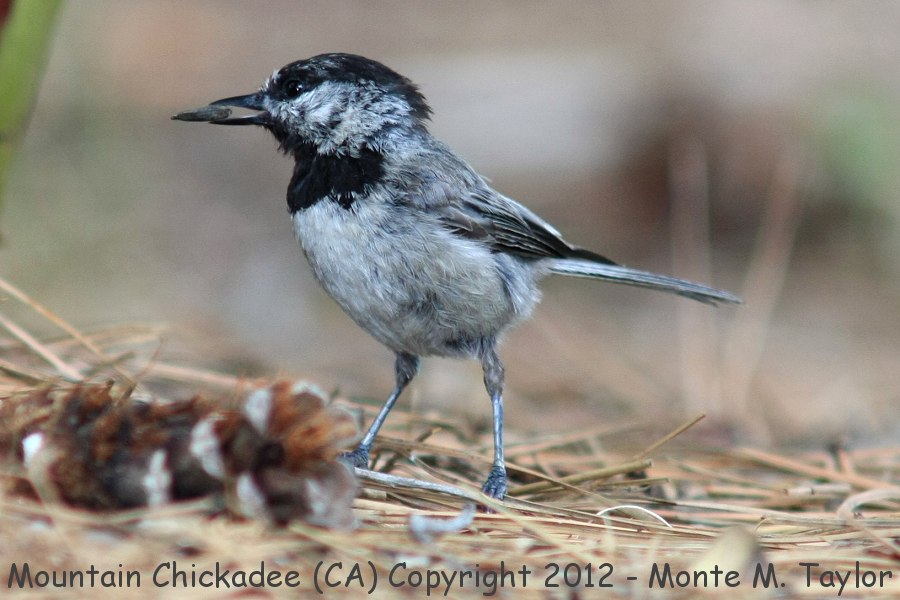 Mountain Chickadee -winter- (California)
