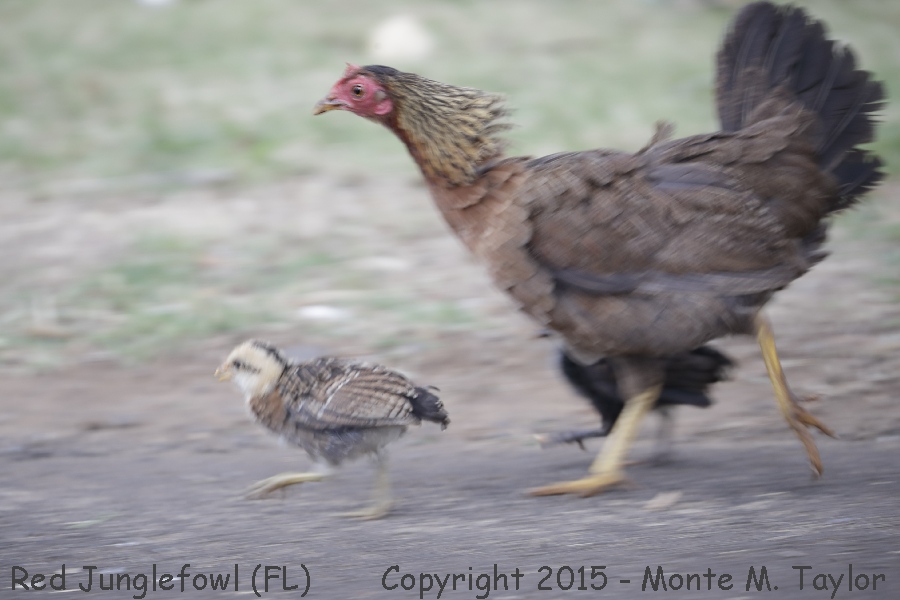 Red Junglefow(Chicken) -spring female w/ chick- (Key West, Florida)