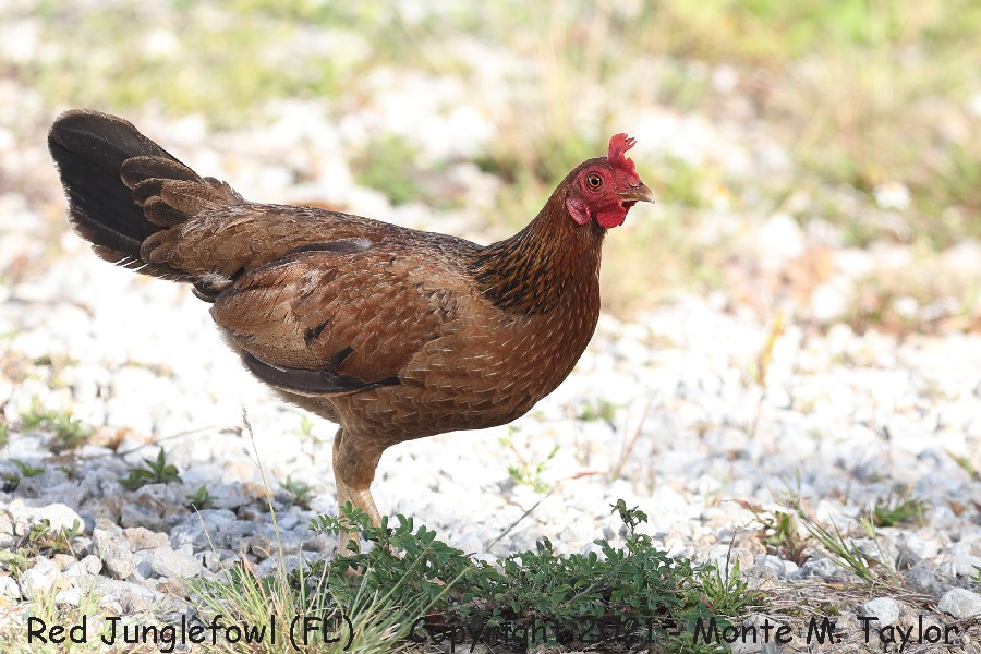 Red Junglefow(Chicken) -spring female- (Key West, Florida)