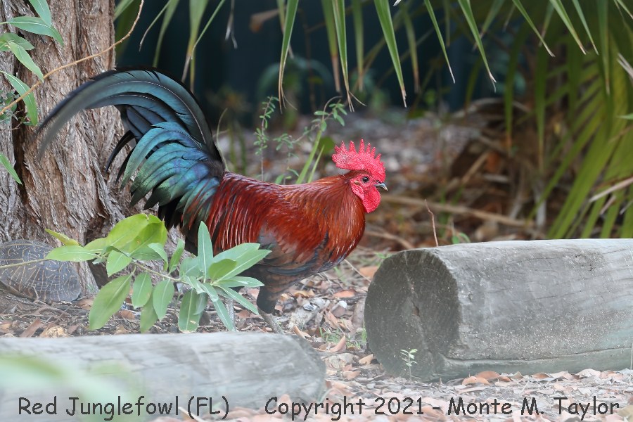 Red Junglefow(Chicken) -spring male- (Key West, Florida)