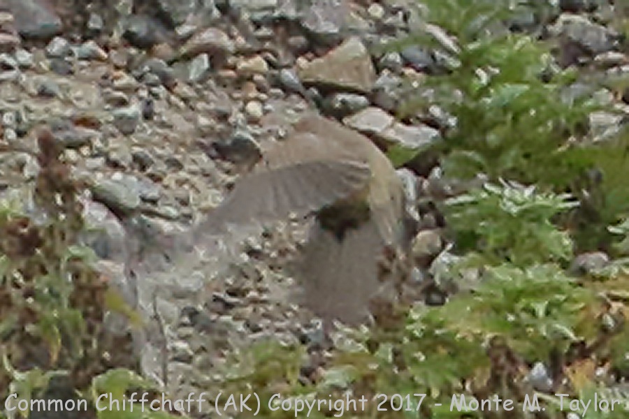 Common (Siberian) Chiffchaff -20150901- (Gambell, St. Lawrence Island, Alaska)