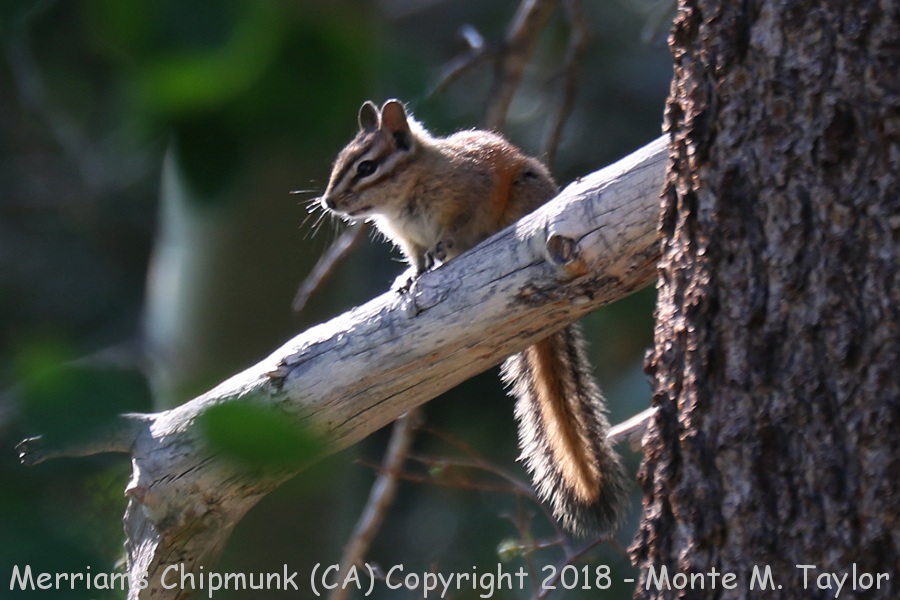 Merriam's Chipmunk -summer- (California)