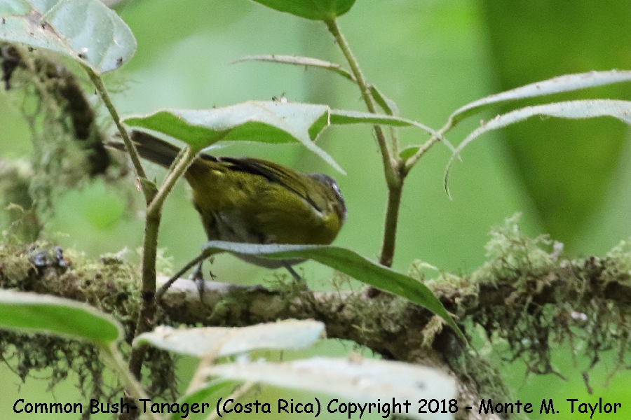 Common Chlorospingus -winter- (Savegre, Costa Rica)