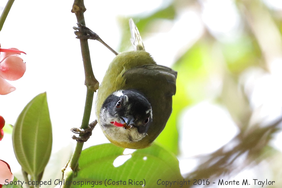 Sooty-capped Chlorospingus -winter- (Savegre, Costa Rica)