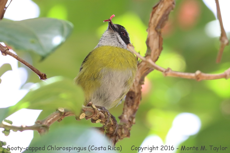 Sooty-capped Chlorospingus -winter- (Savegre, Costa Rica)
