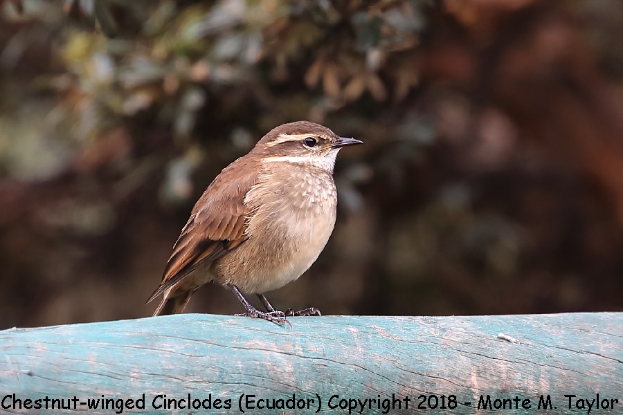 Chestnut-winged Cinclodes -November- (Antisana Ecological Reserve, Ecuador)