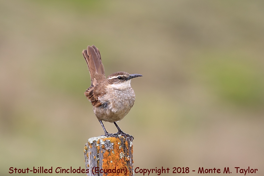 Stout-billed Cinclodes -November- (Antisana Natural Preserve, Ecuador)