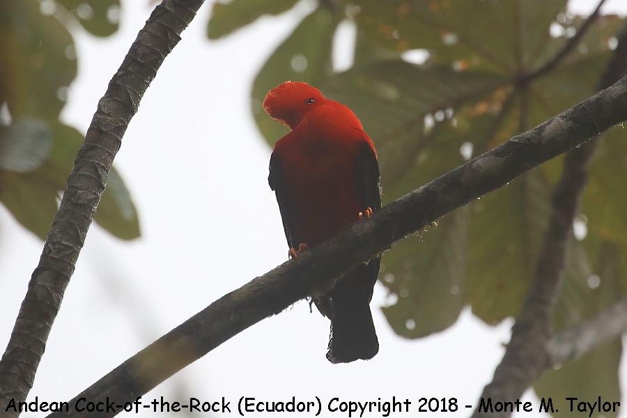 Andean Cock-of-the-Rock -Male- (Paz Reserve, Ecuador)