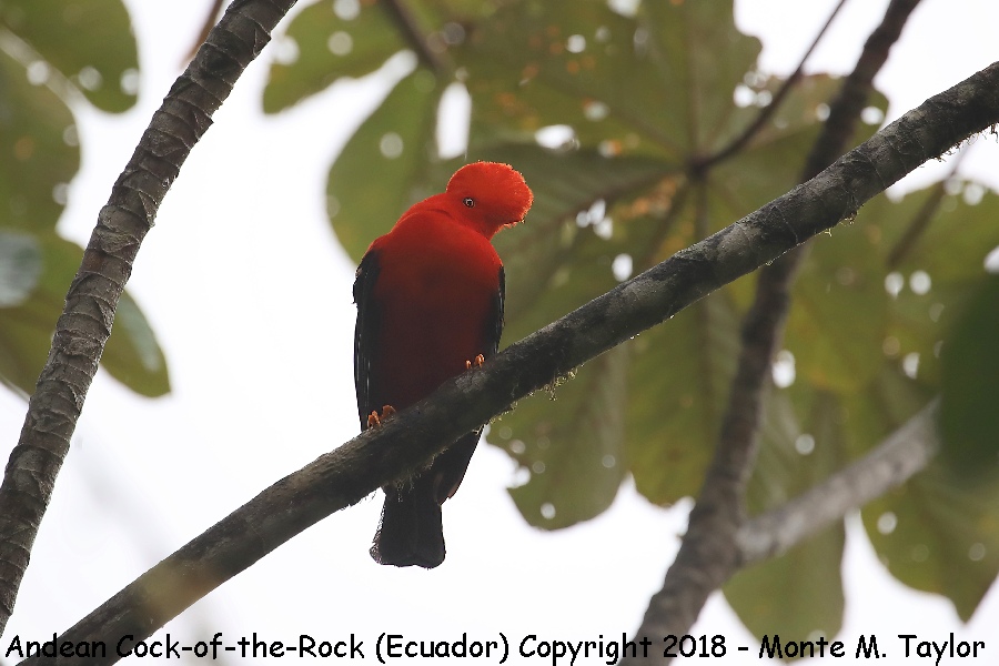 Andean Cock-of-the-Rock -Male- (Paz Reserve, Ecuador)