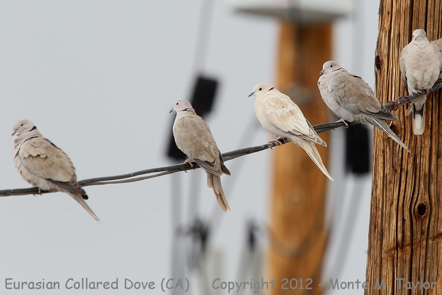 Eurasian Collared-Dove -fall- (California)