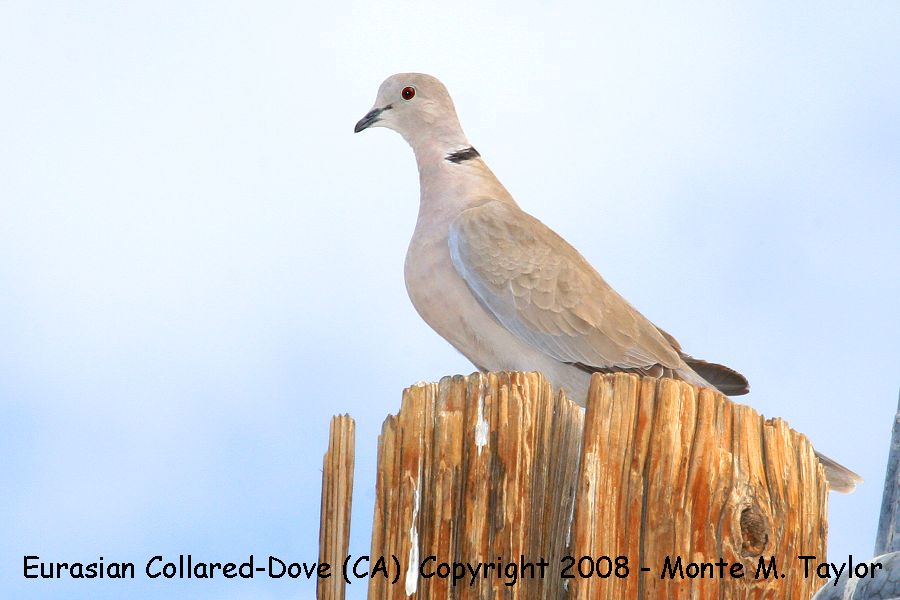 Eurasian Collared-Dove -spring- (California)