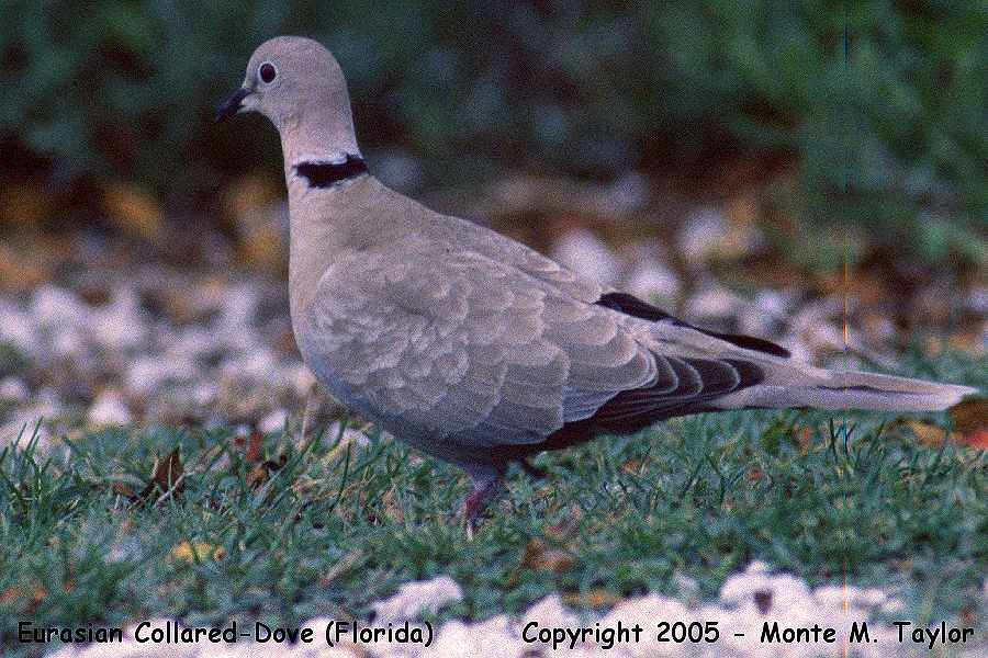 Eurasian Collared-Dove -spring- (Florida)