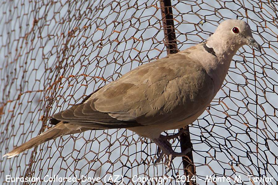 Eurasian Collared-Dove -summer- (Arizona)