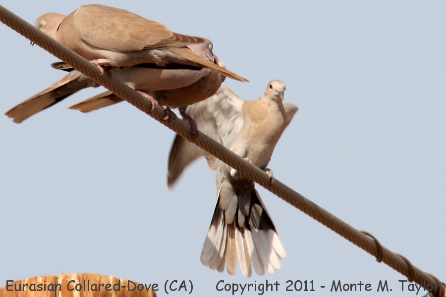 Eurasian Collared-Dove -winter- (California)