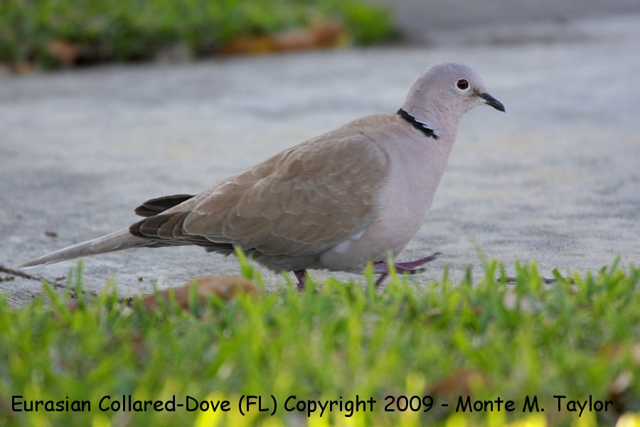 Eurasian Collared-Dove -winter- (Florida)
