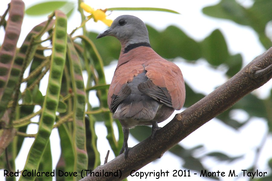 Red Collared Dove -winter male- (Petchaburi, Thailand)