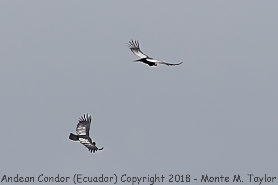 Andean Condor -Adult and Juvenal - Antisana Ecological Reserve- (Ecuador)