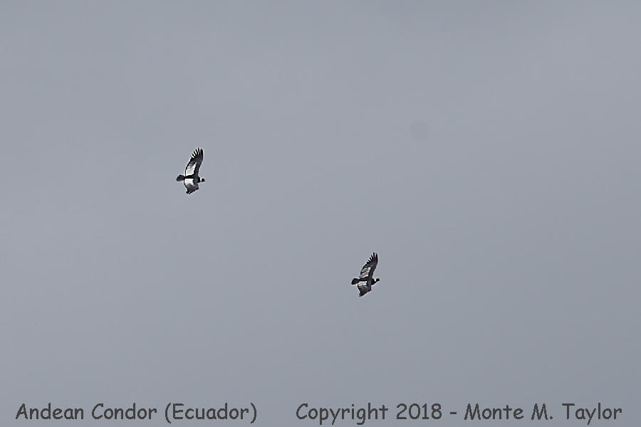 Andean Condor -Antisana Ecological Reserve- (Ecuador)