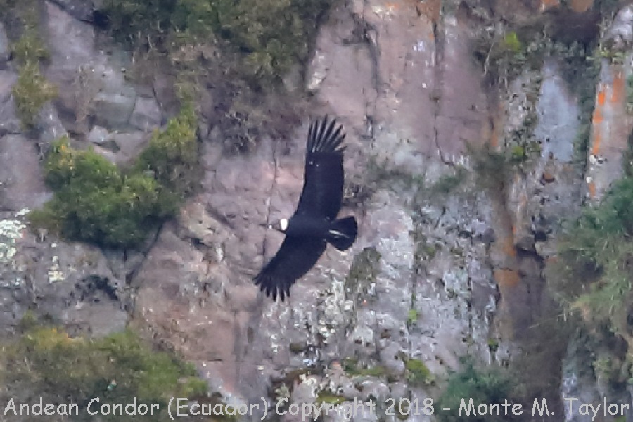 Andean Condor -Tambo Condor Lodge- (Ecuador)