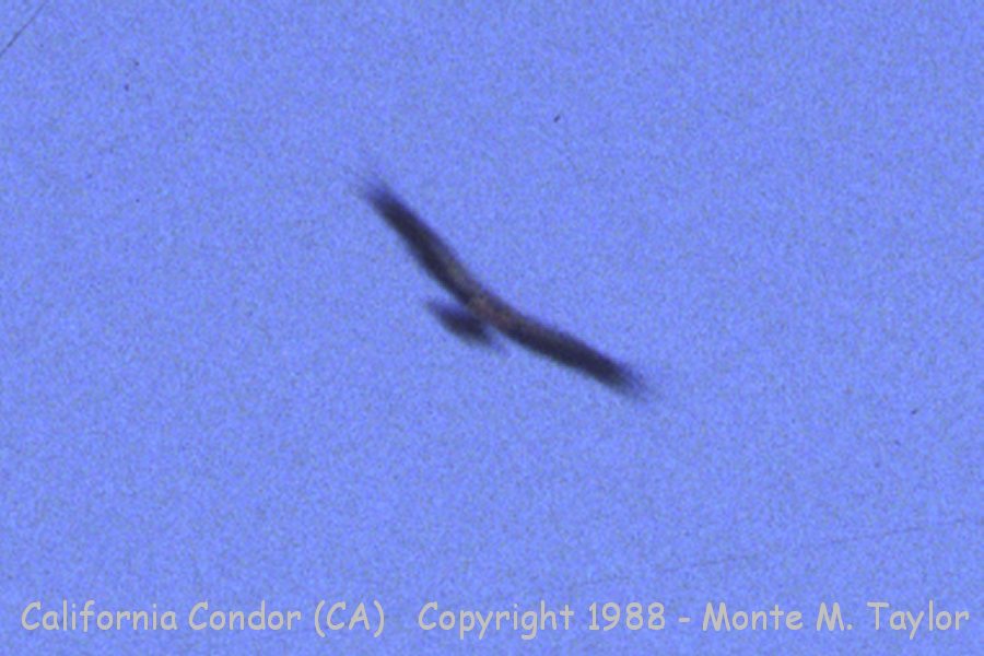 California Condor -summer / pre-capture and release 1988- (Mt. Pinos, California)