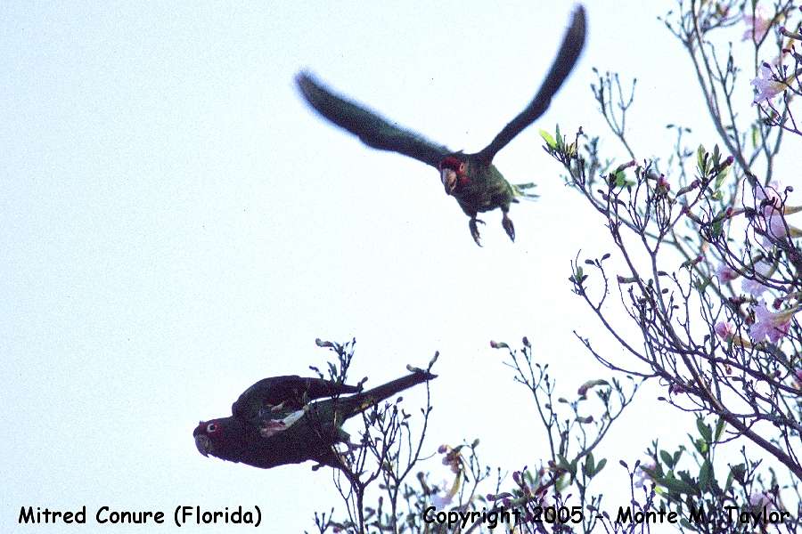 Mitred Parakeet (Mitred Conure) -spring- (Florida)