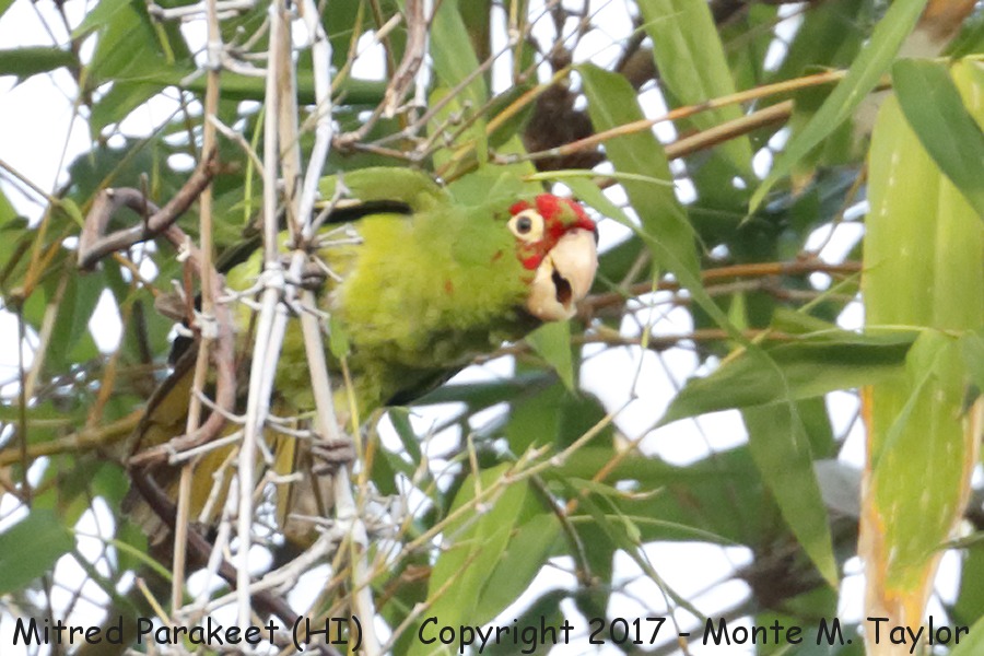 Mitred Parakeet (Mitred Conure) -spring- (Big Island Hawai'i)