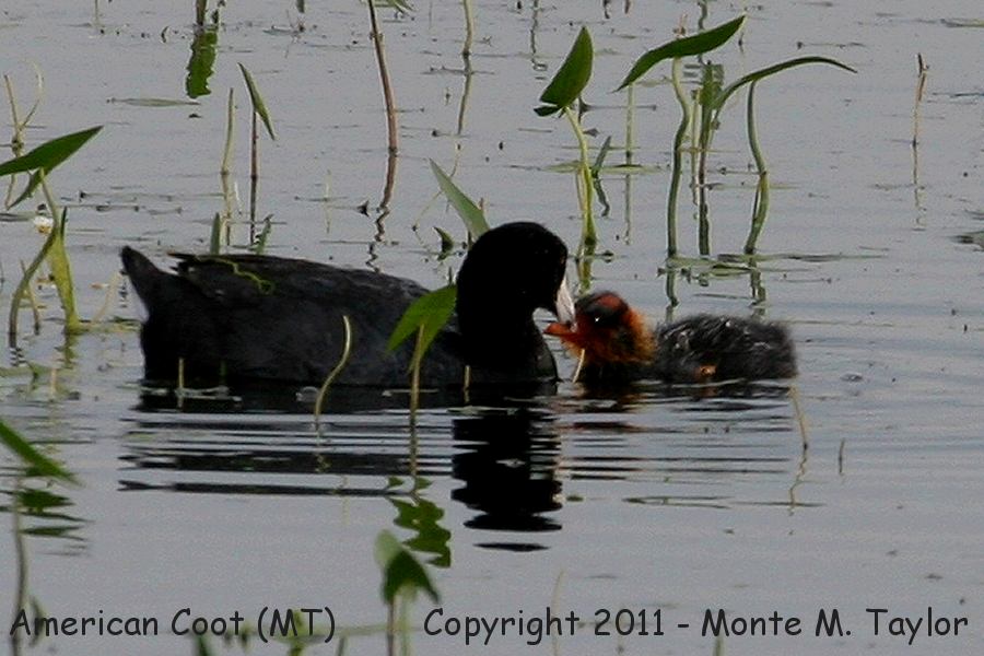American Coot -summer with chick- (Montana)