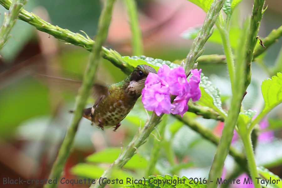 Black-crested Coquette -winter female- (GPS: 10.174514, -83.930379 Costa Rica)