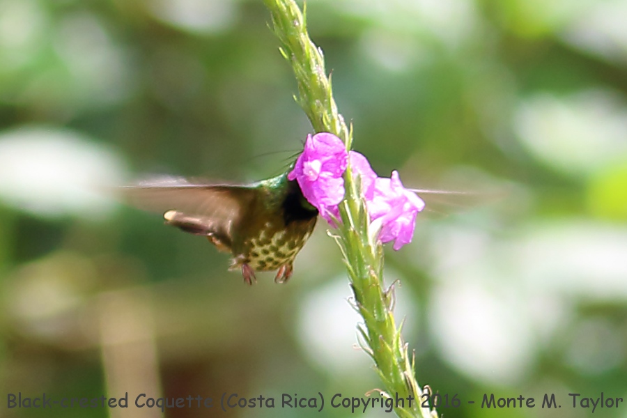 Black-crested Coquette -winter male- (GPS: 10.174514, -83.930379 Costa Rica)