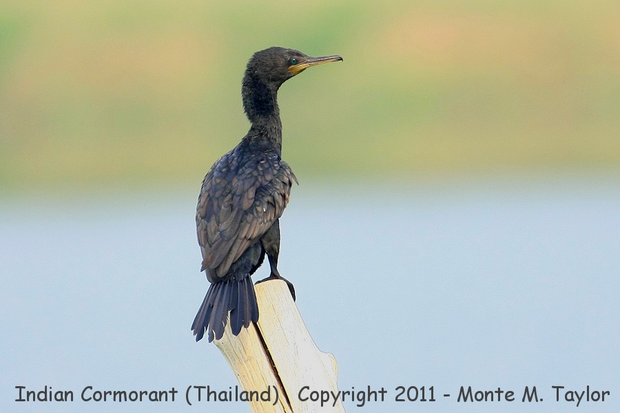 Indian Cormorant -winter- (Laem Pak Bia, Petchaburi, Thailand)