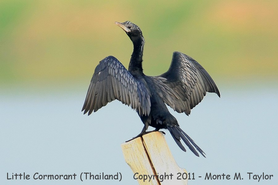 Little Cormorant -winter- (Laem Pak Bia, Petchaburi, Thailand)