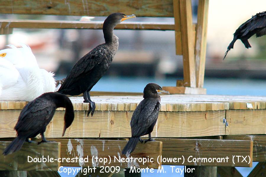 Neotropic Cormorant (bottom) w/ Double-crested -winter- (Texas)
