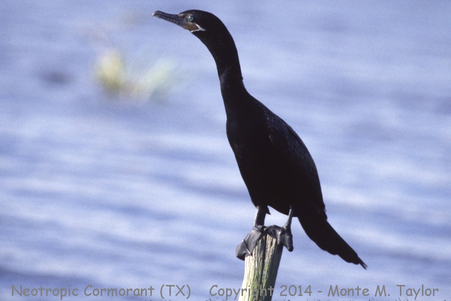 Neotropic Cormorant -spring- (Texas)