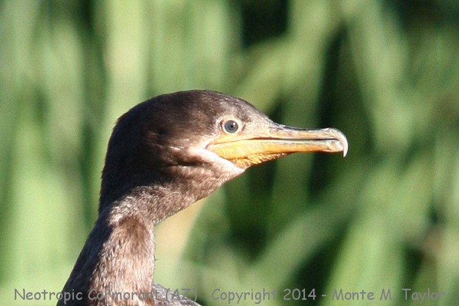 Neotropic Cormorant -summer- (Arizona)