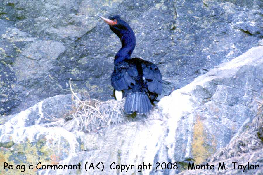 Pelagic Cormorant -spring- (Attu Island, Alaska)