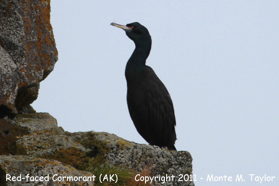 Red-faced Cormorant -fall male- (St. Paul Island, Alaska)