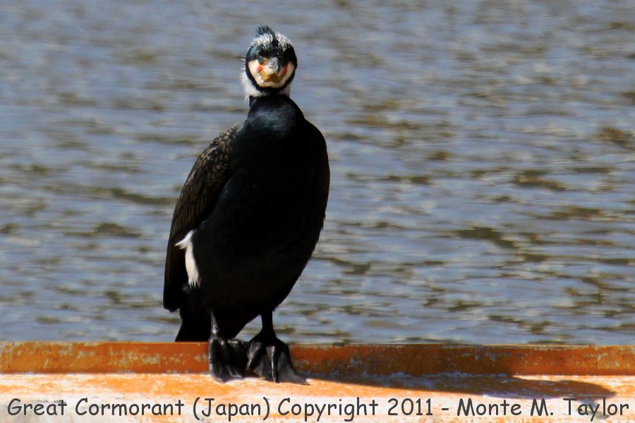 Temminck's Cormorant -winter- (Japan)