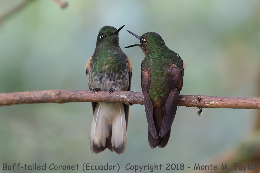 Buff-tailed Coronet -November- (San Isidro Lodge, Ecuador)