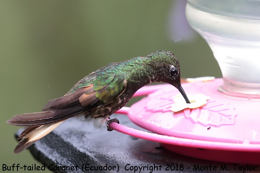 Buff-tailed Coronet -November- (Bellavista, Ecuador)