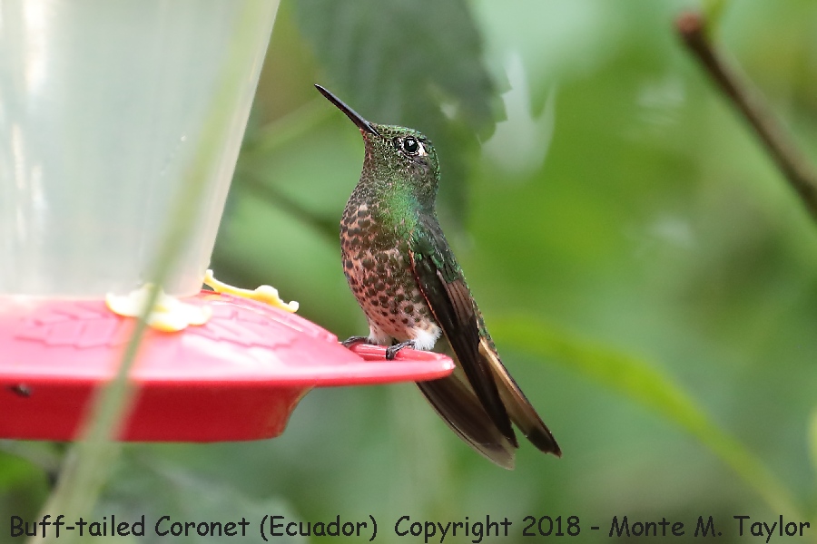 Buff-tailed Coronet -November- (Bellavista, Ecuador)