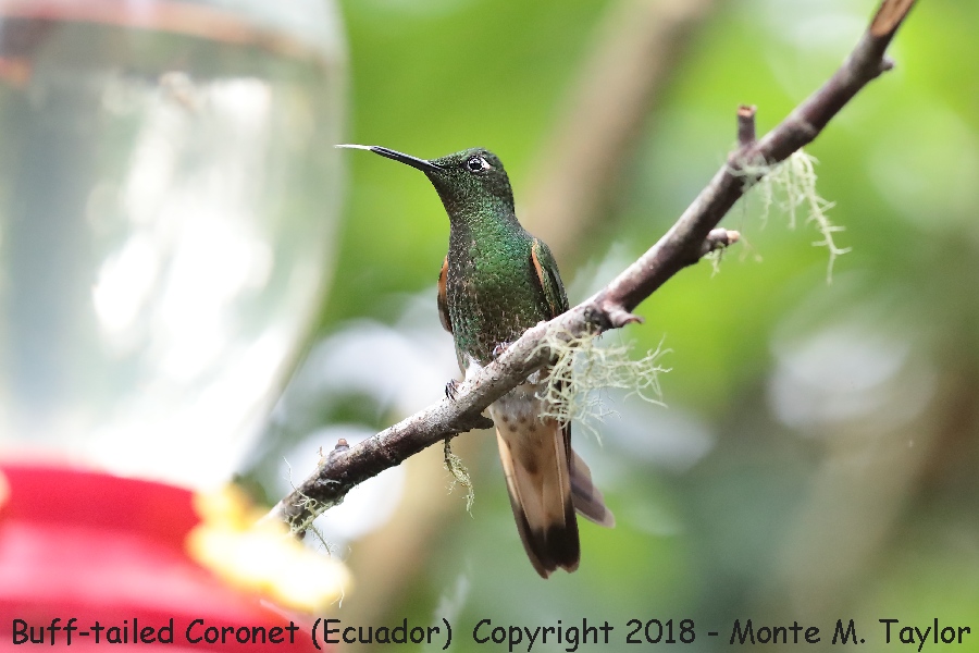 Buff-tailed Coronet -November- (Bellavista, Ecuador)