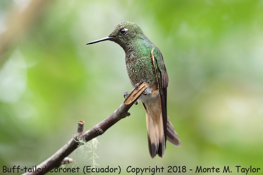 Buff-tailed Coronet -November- (Bellavista, Ecuador)